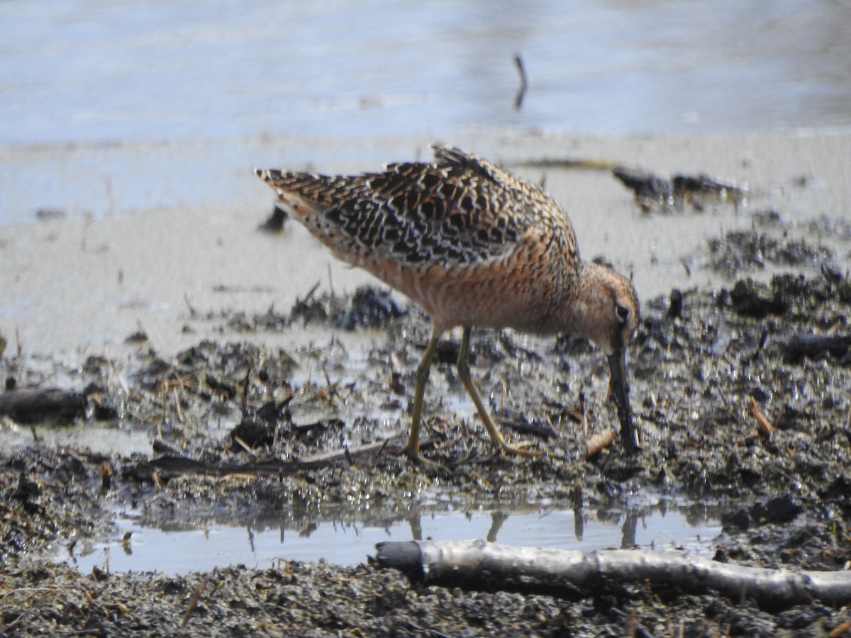 Long-billed Dowitcher - ML618761005