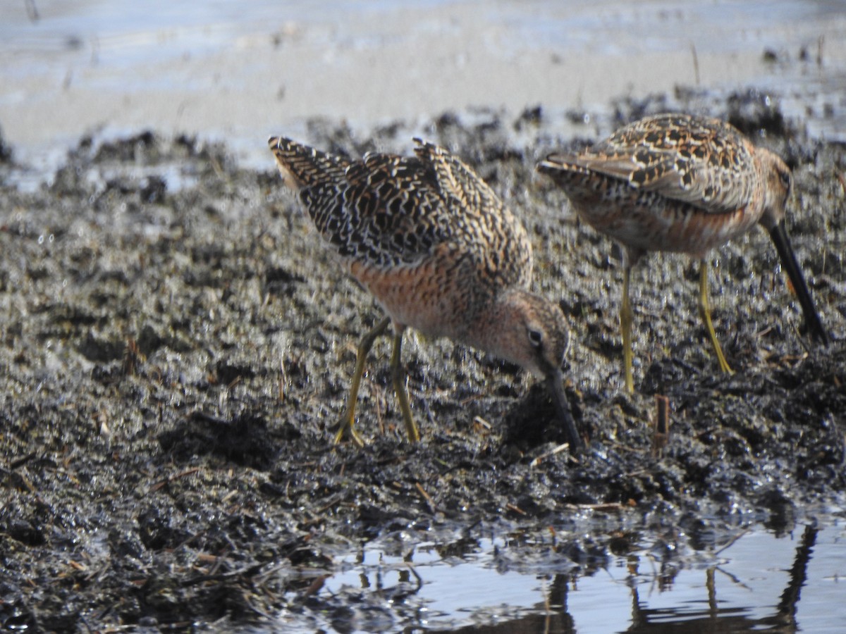 Long-billed Dowitcher - ML618761008