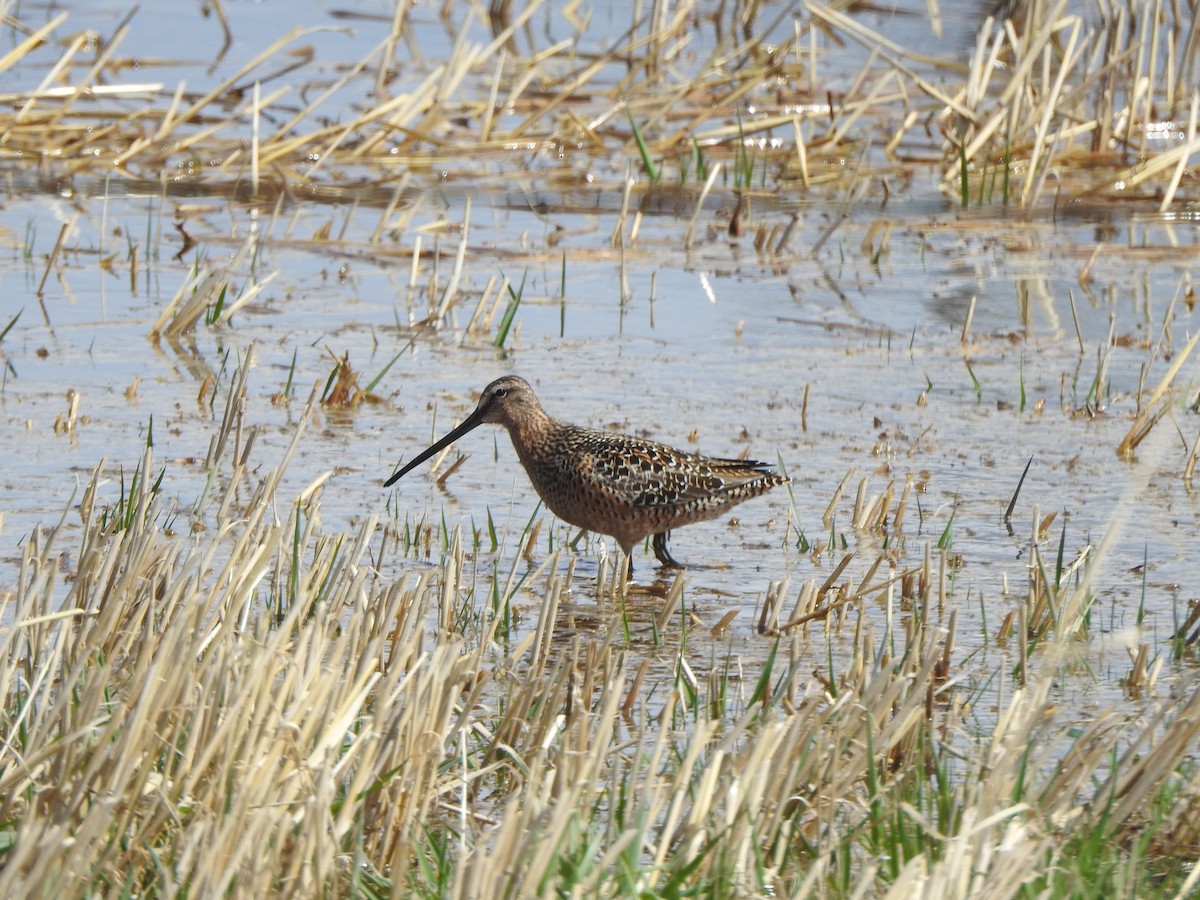 Long-billed Dowitcher - ML618761018