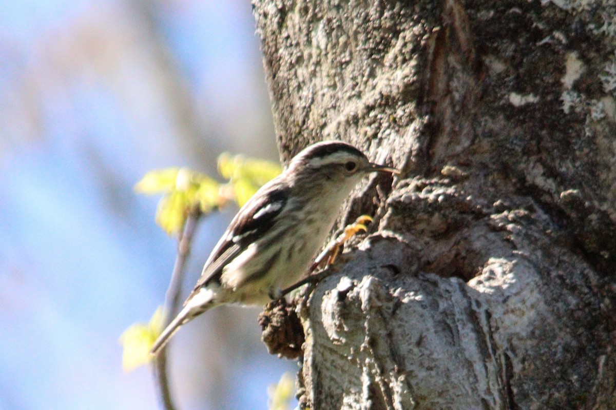 Black-and-white Warbler - ML618761025