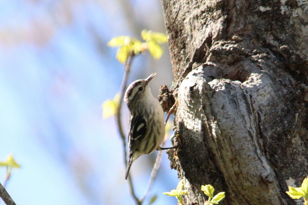 Black-and-white Warbler - ML618761026