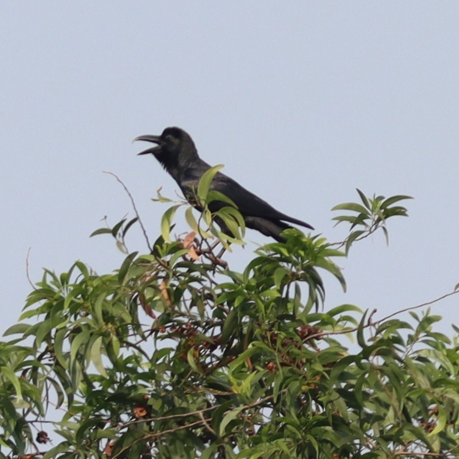 Large-billed Crow - ML618761072