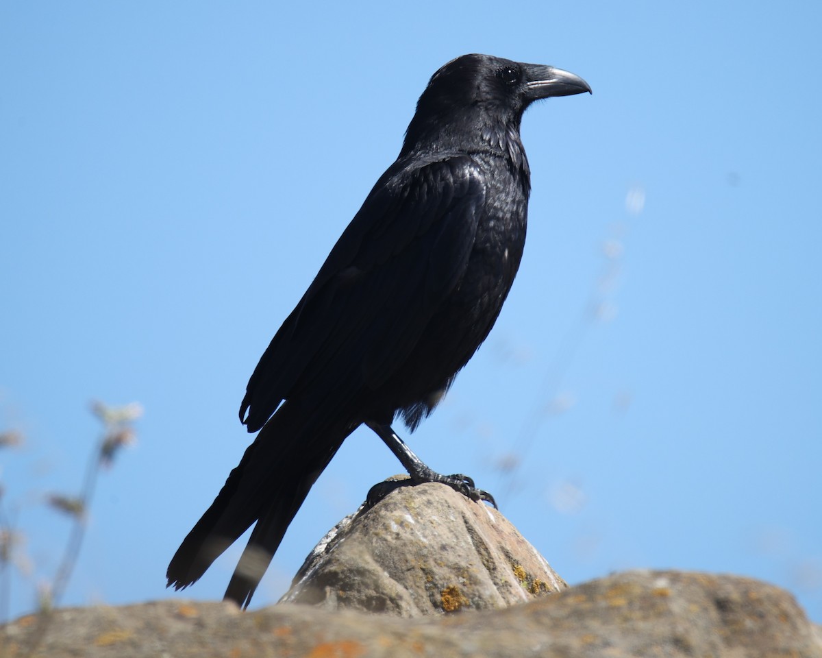 Common Raven - ML618761074