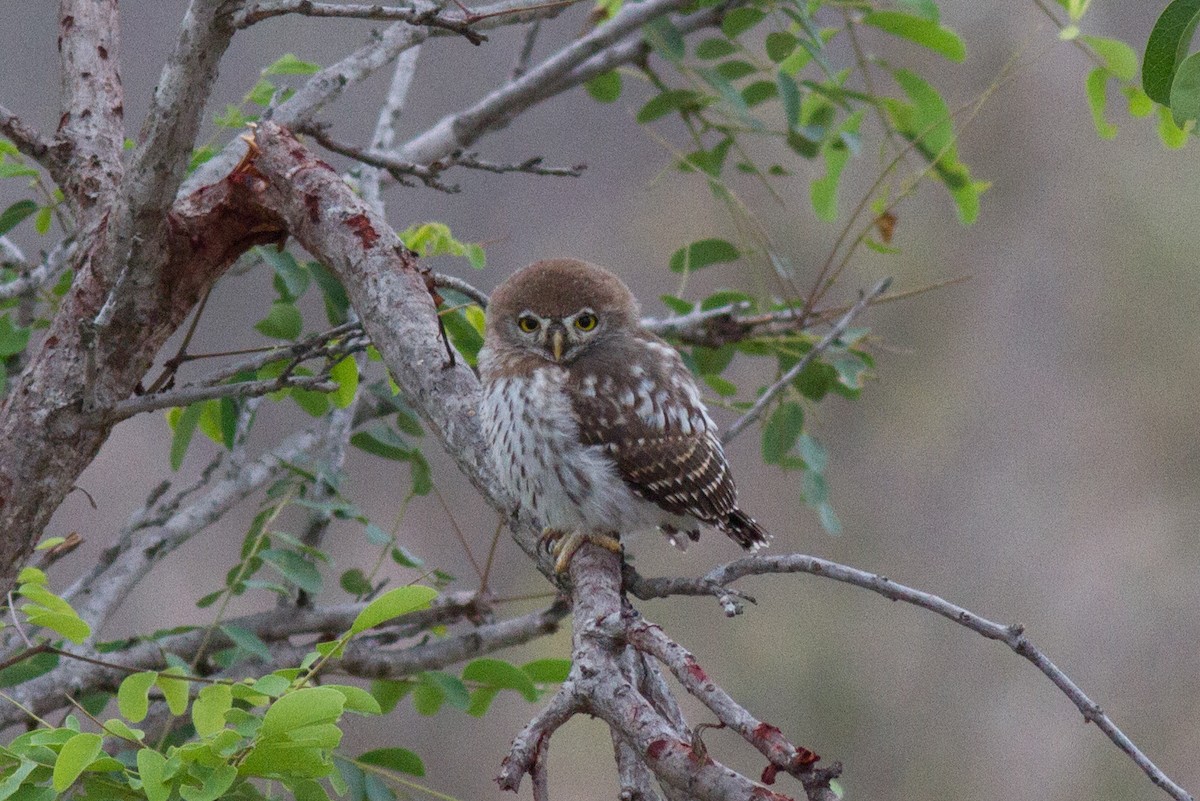 Pearl-spotted Owlet - ML618761080
