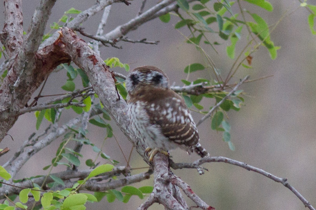 Pearl-spotted Owlet - ML618761081