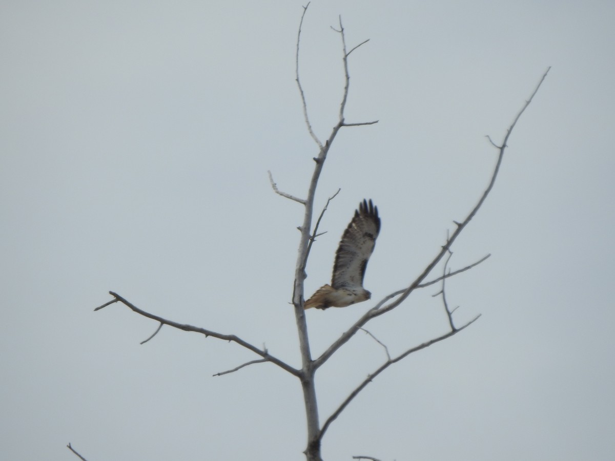 Red-tailed Hawk - ML618761087