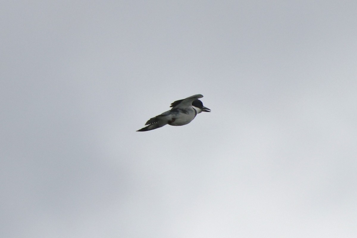 Belted Kingfisher - ML618761132