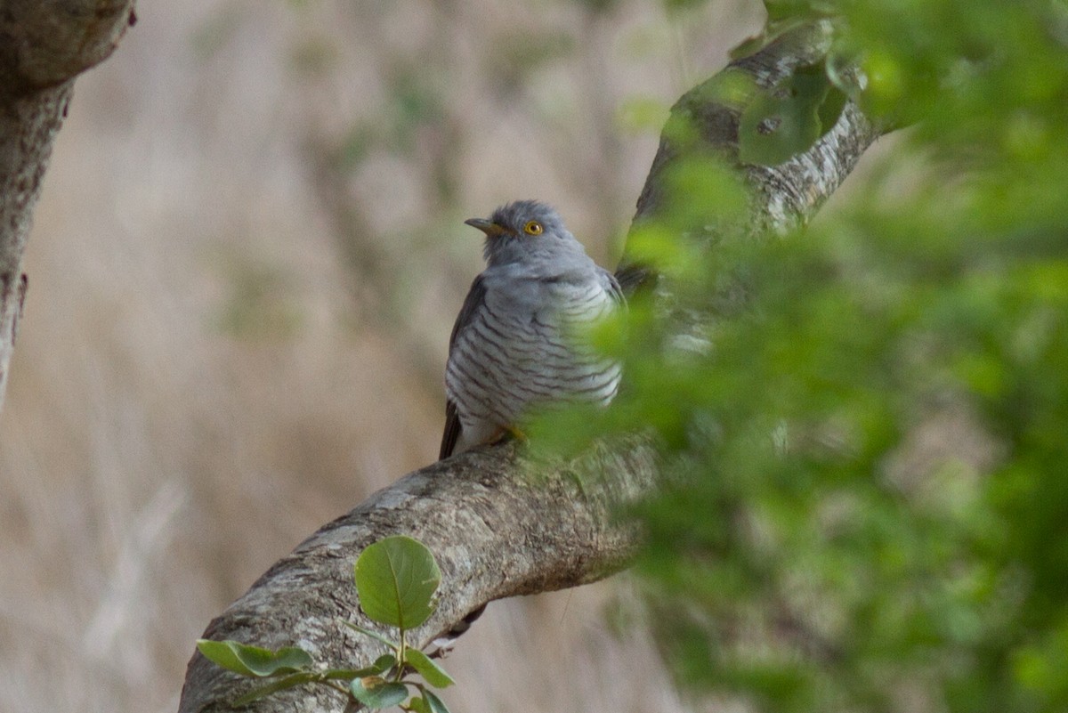African Cuckoo - ML618761145