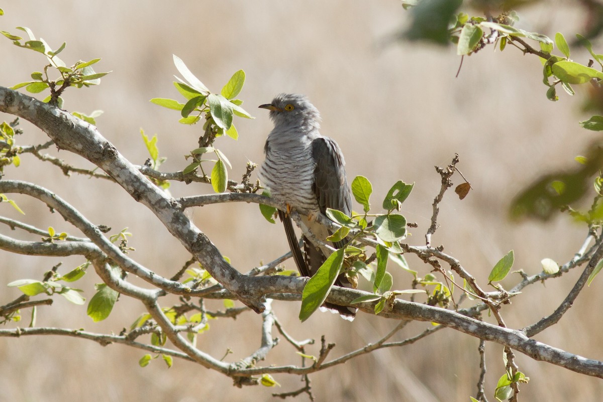 African Cuckoo - ML618761146