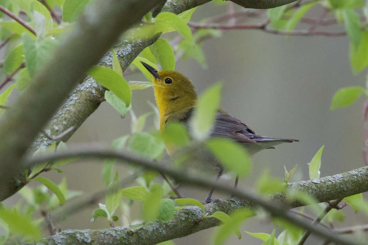 Prothonotary Warbler - ML618761157