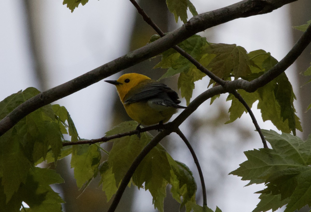Prothonotary Warbler - ML618761160