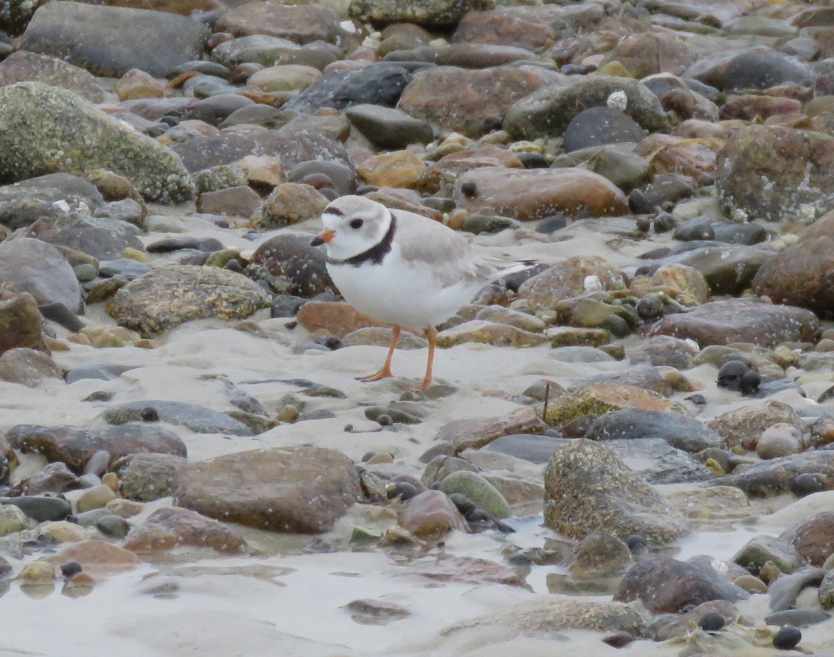 Piping Plover - ML618761176