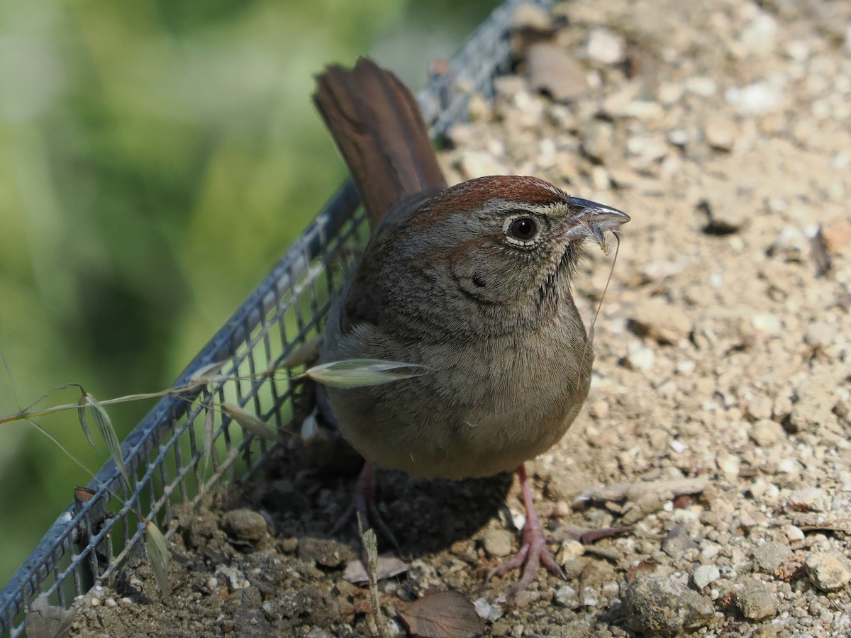Rufous-crowned Sparrow - Jack Wickel