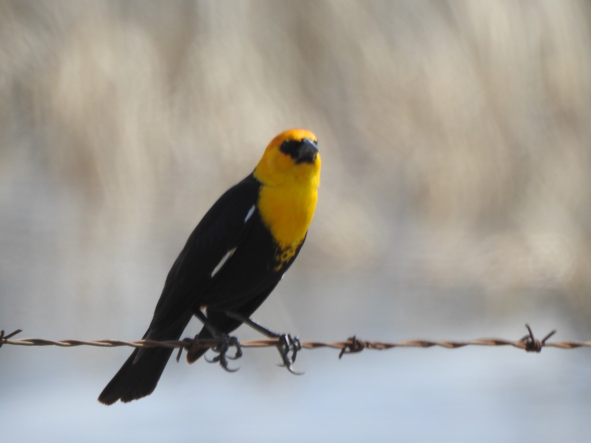 Yellow-headed Blackbird - ML618761189