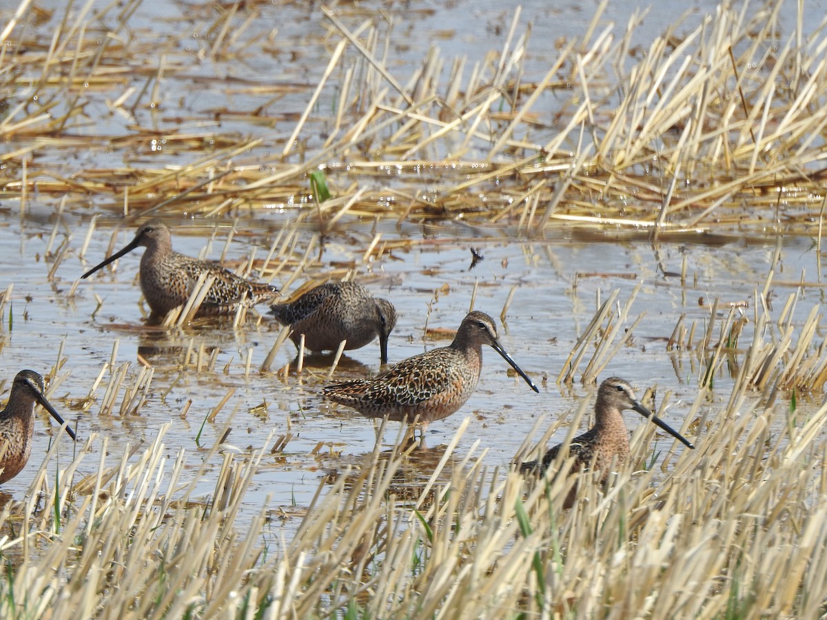 Long-billed Dowitcher - ML618761199