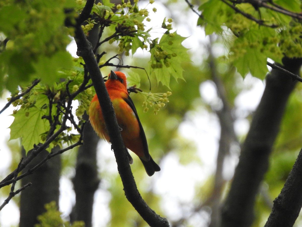 Scarlet Tanager - ML618761208