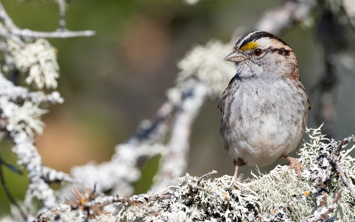 White-throated Sparrow - ML618761252