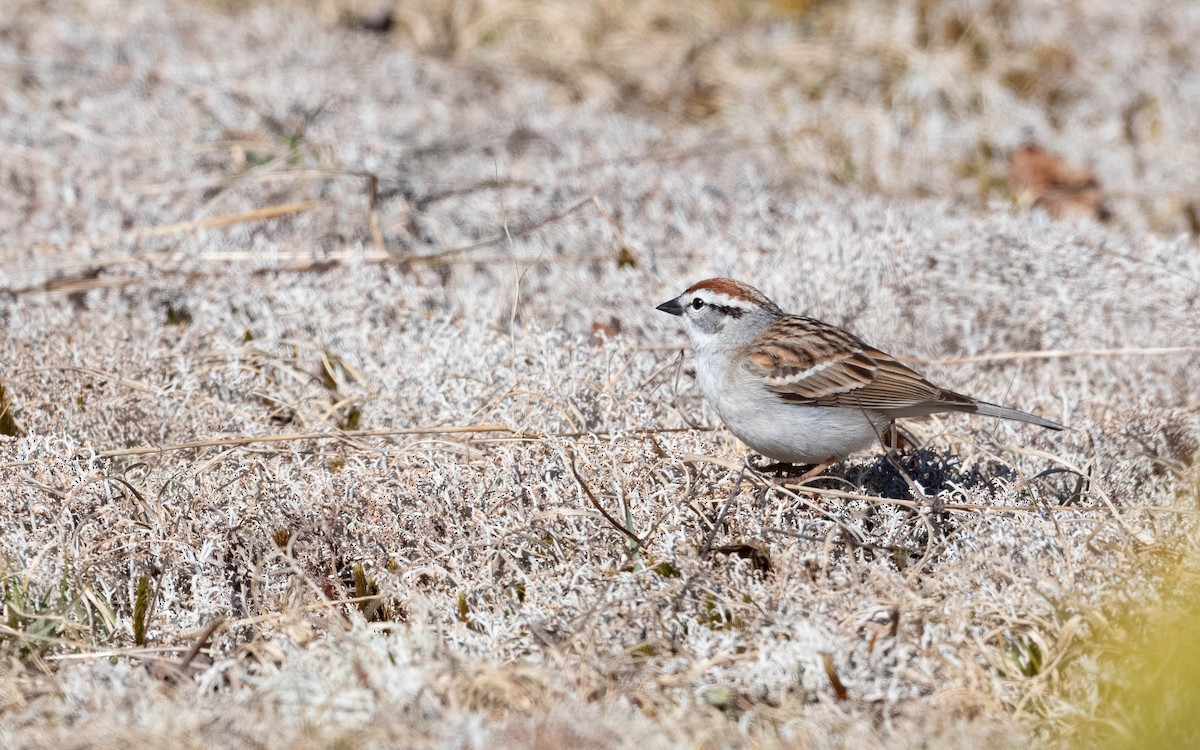 Chipping Sparrow - ML618761254