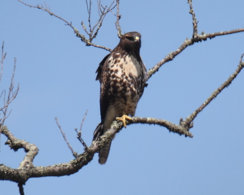 Red-tailed Hawk - ML618761264