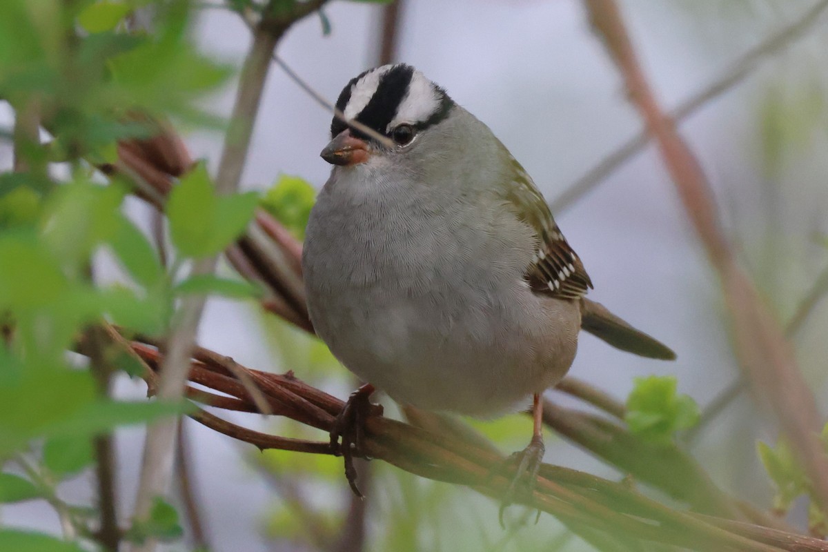 White-crowned Sparrow - ML618761269