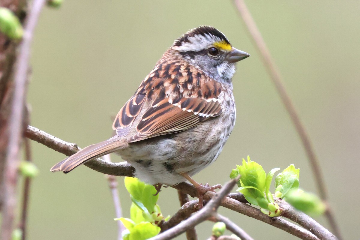 White-throated Sparrow - ML618761287