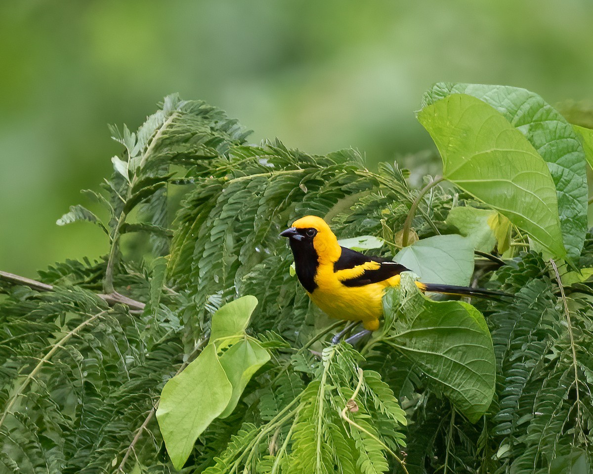 Yellow-tailed Oriole - ML618761304