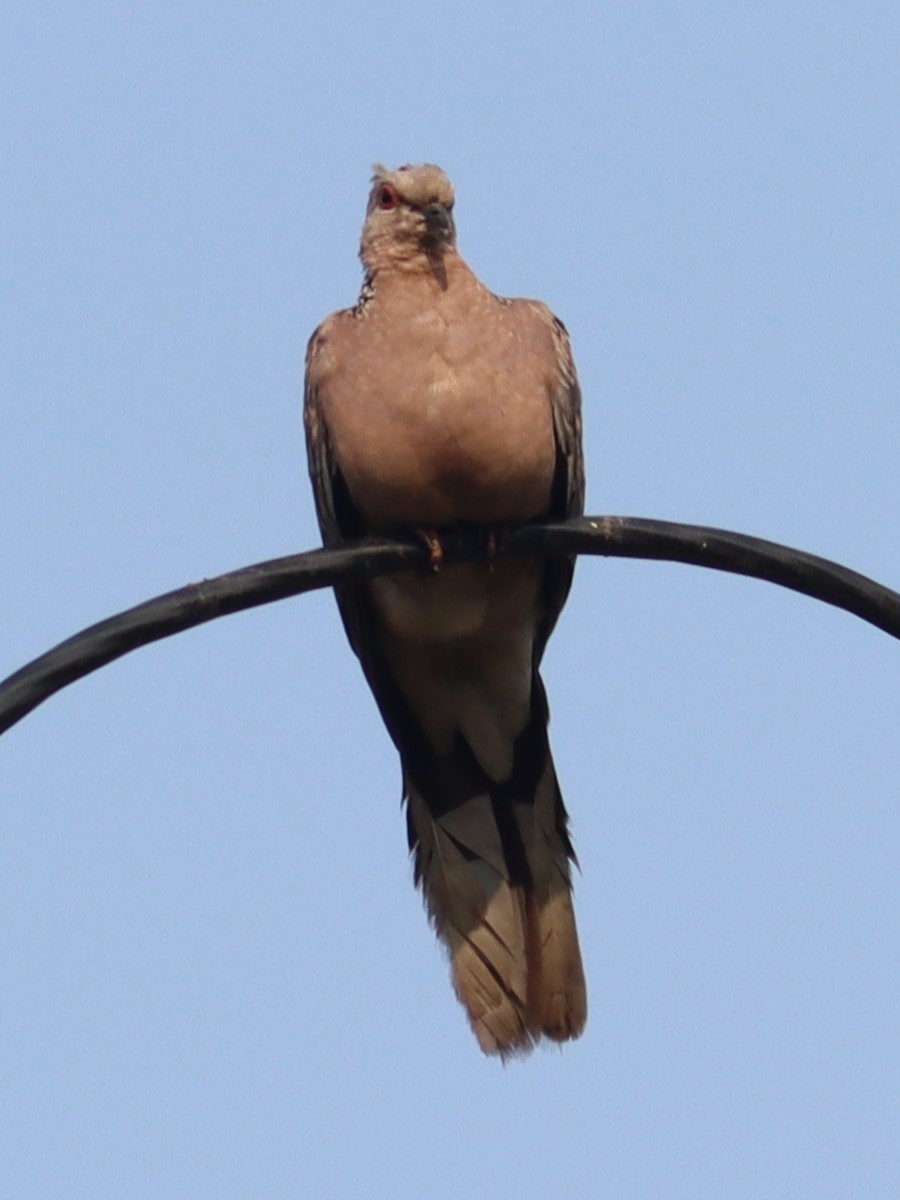 Spotted Dove - Ajay Sarvagnam