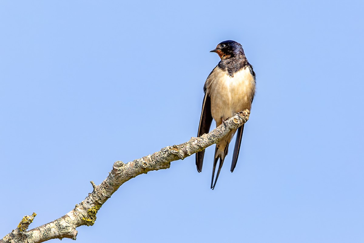 Barn Swallow - ML618761359