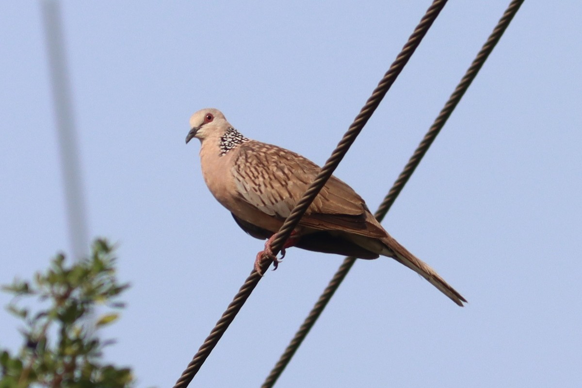 Spotted Dove - ML618761367