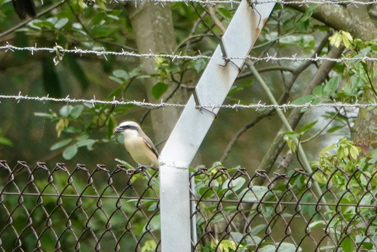 Brown Shrike (Philippine) - ML618761379