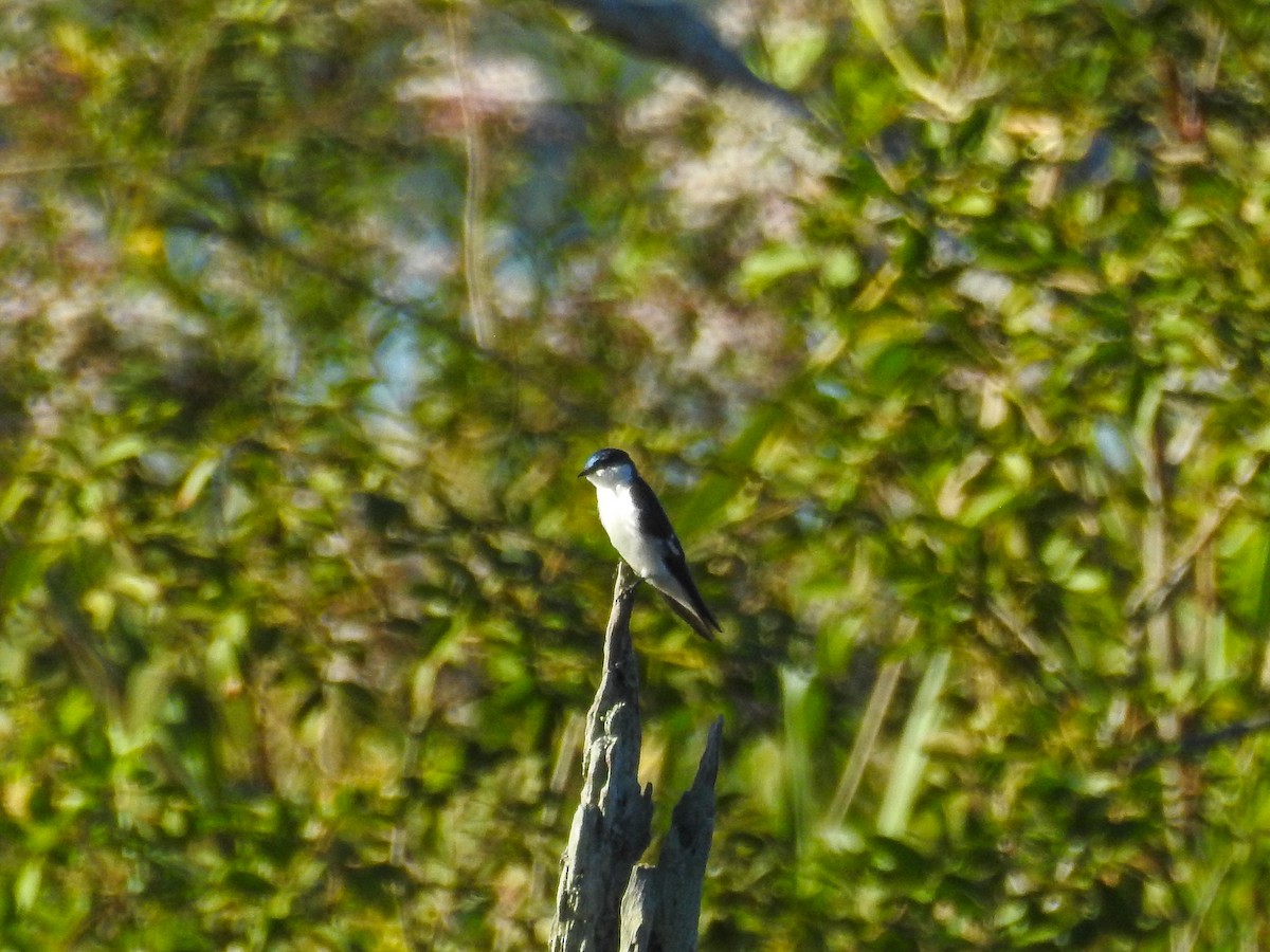 White-winged Swallow - ML618761431