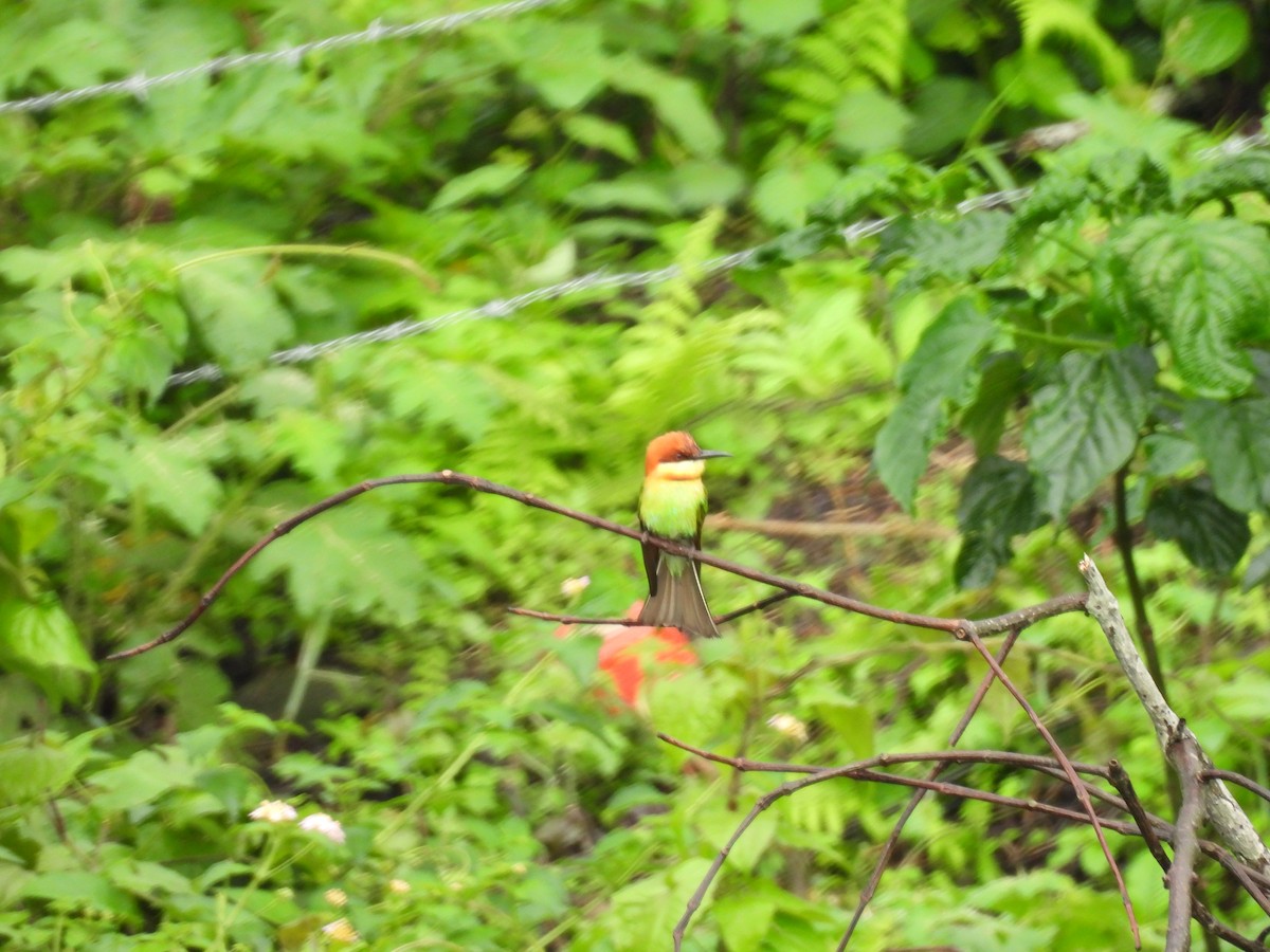 Chestnut-headed Bee-eater - Rahul Kumaresan
