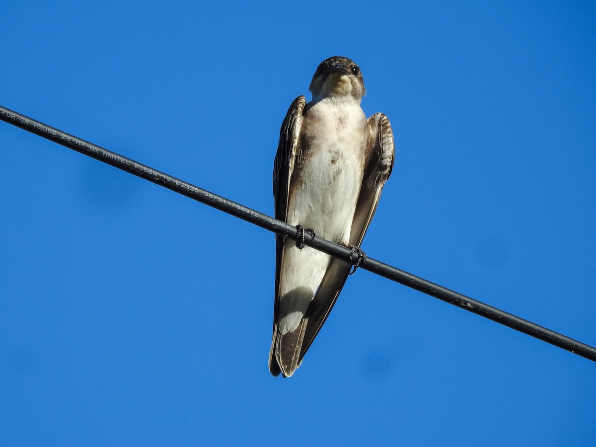 Brown-chested Martin - ML618761435