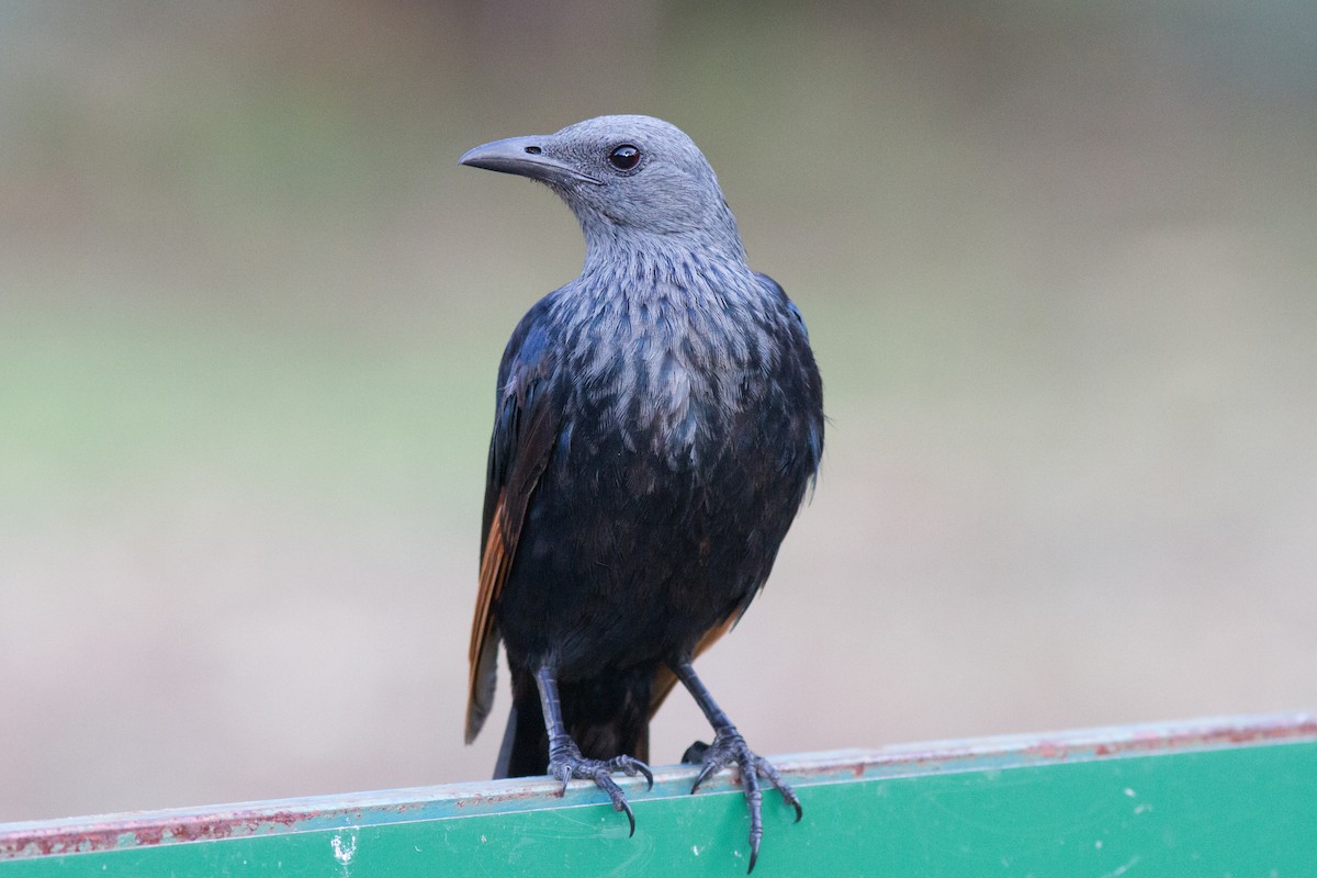 Red-winged Starling - ML618761448