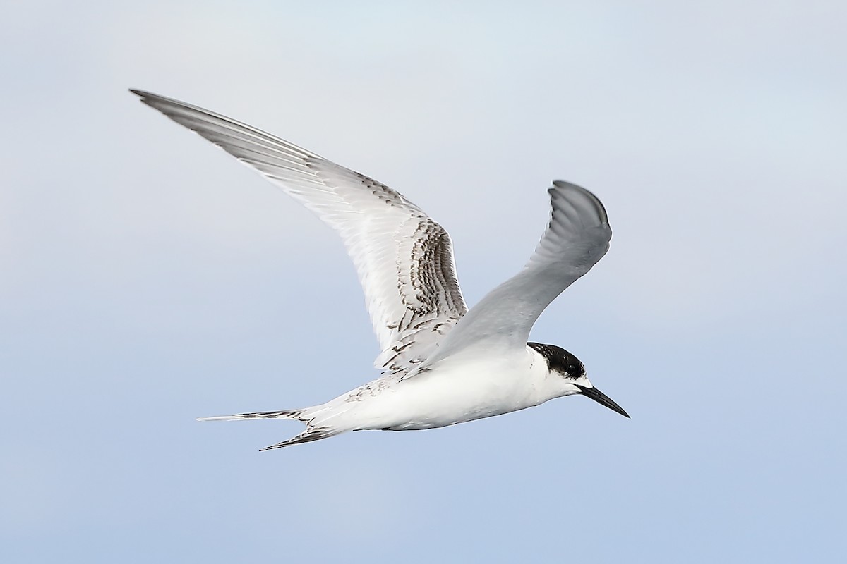 White-fronted Tern - ML618761486