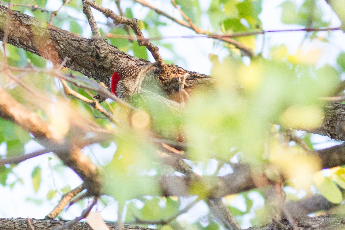 Golden-tailed Woodpecker - ML618761520