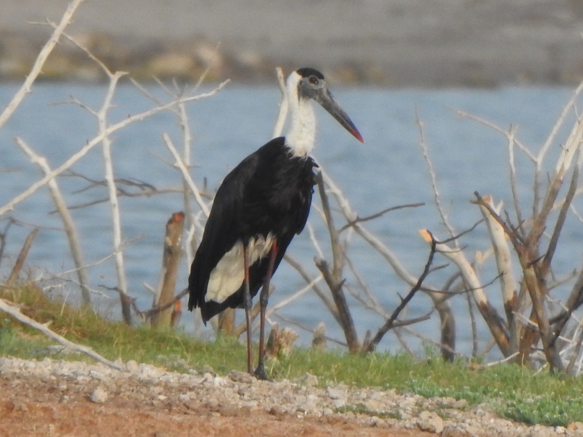 Asian Woolly-necked Stork - ML618761541