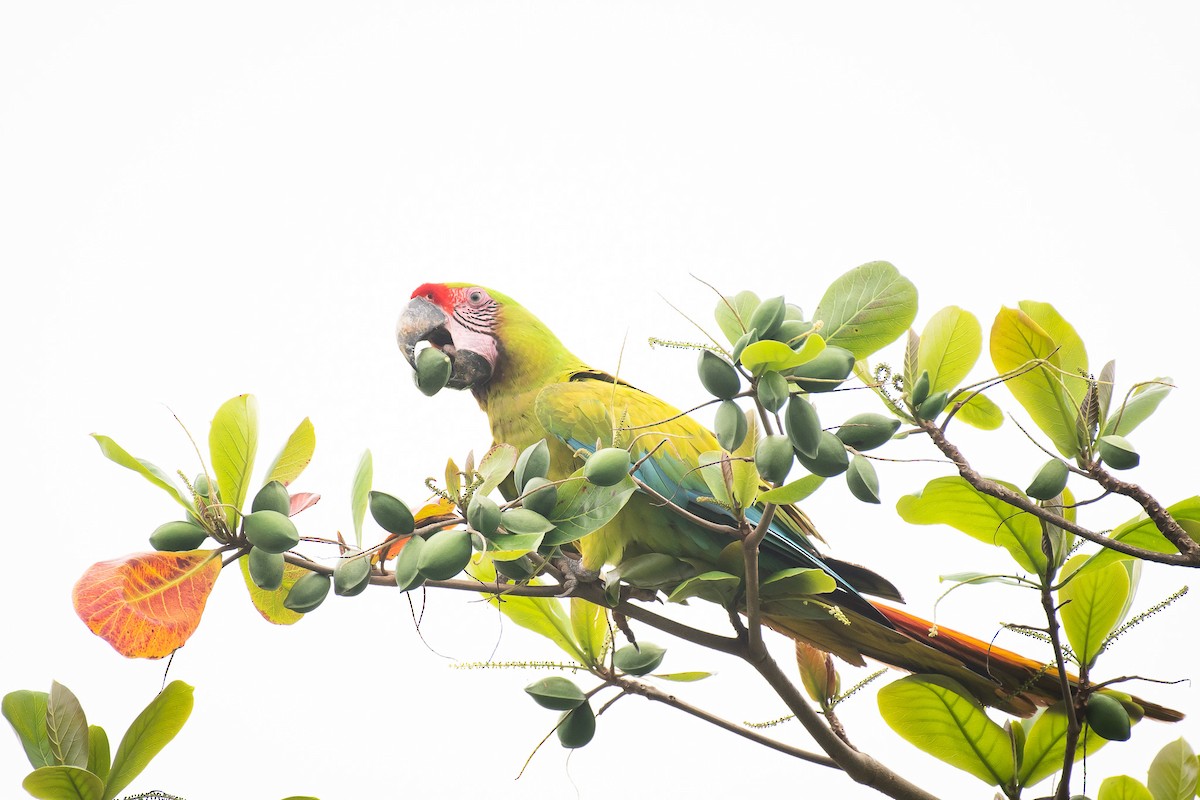 Great Green Macaw - ML618761551