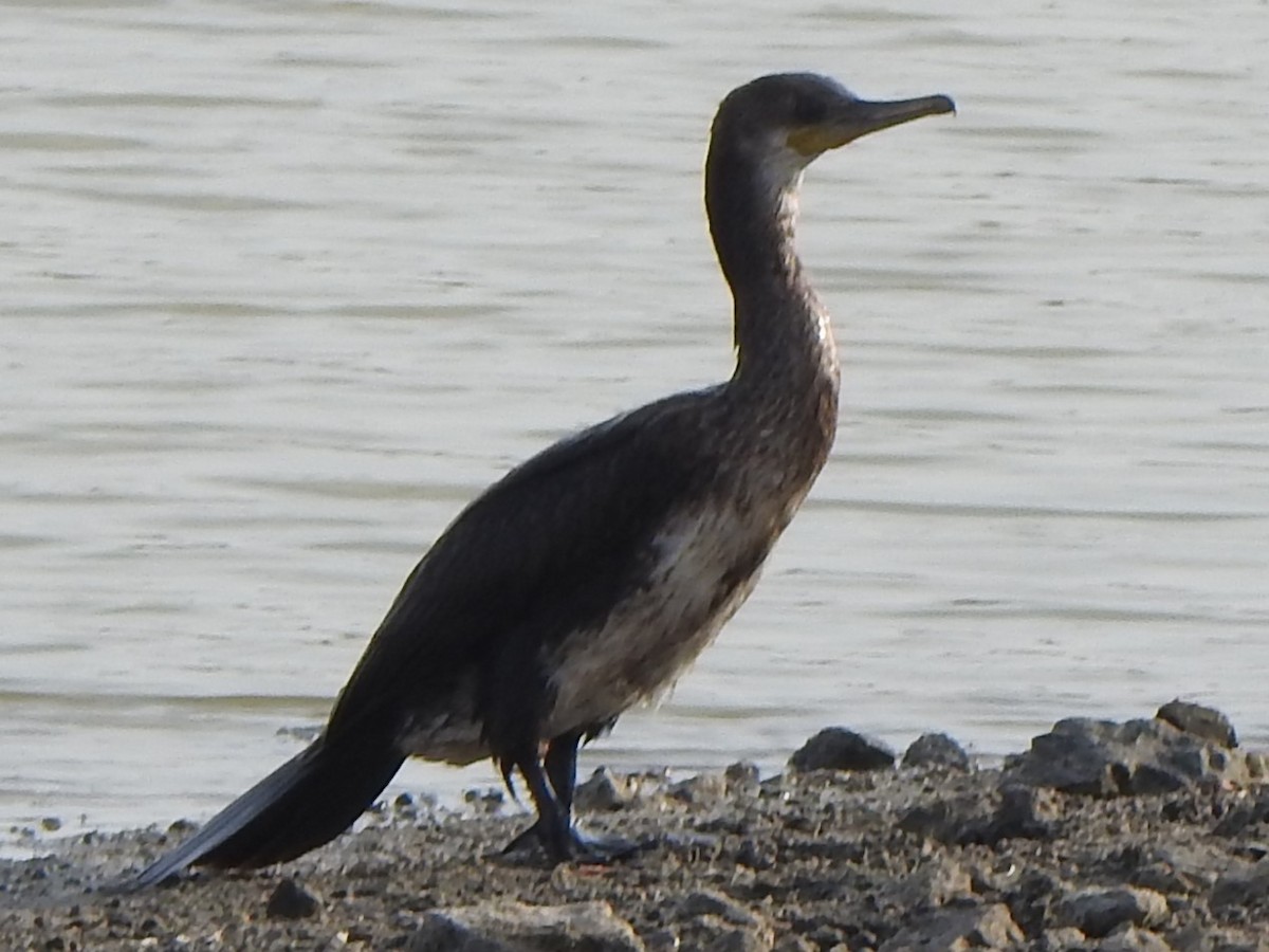 Indian Cormorant - ML618761565