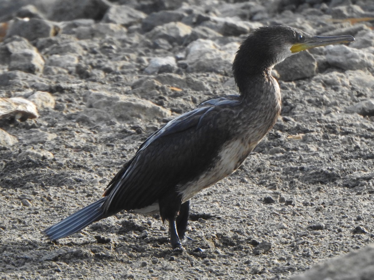 Indian Cormorant - ML618761595
