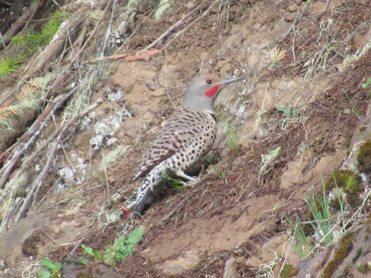 Northern Flicker (Red-shafted) - ML618761605