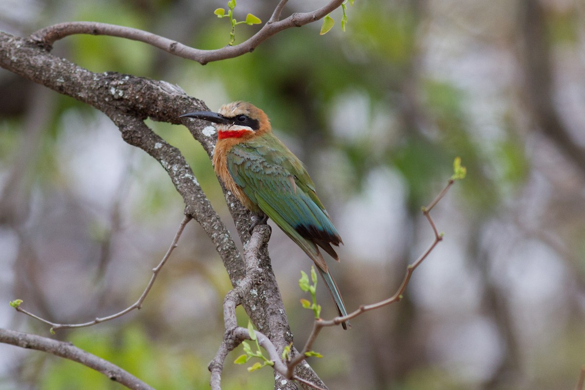 White-fronted Bee-eater - ML618761624