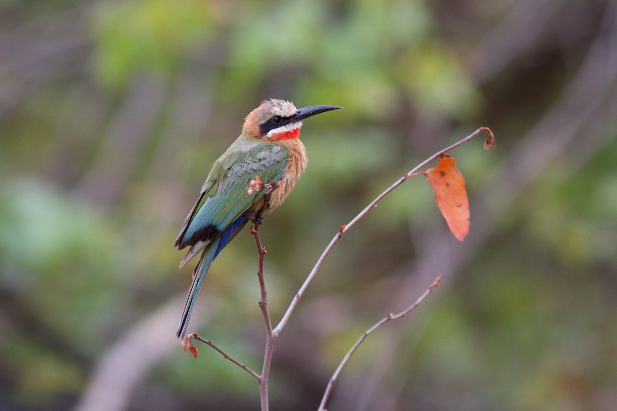 White-fronted Bee-eater - ML618761627