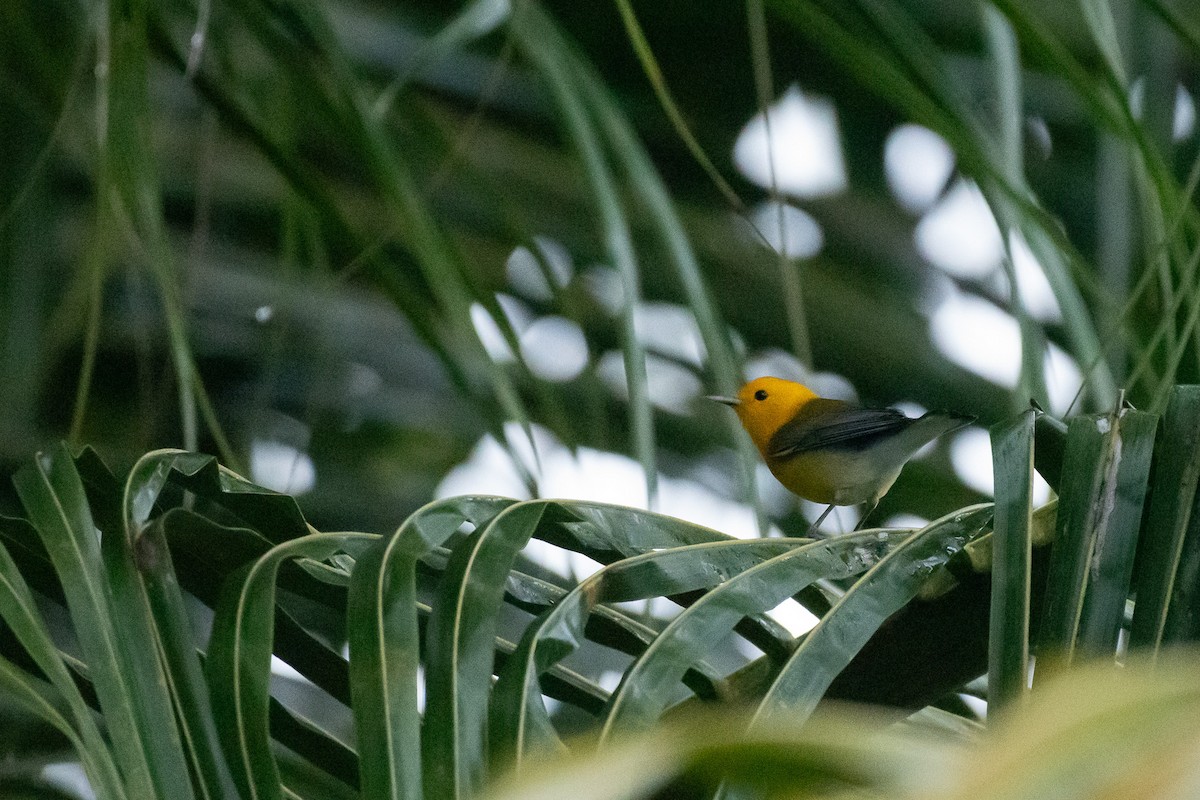 Prothonotary Warbler - Isaiah Rowe