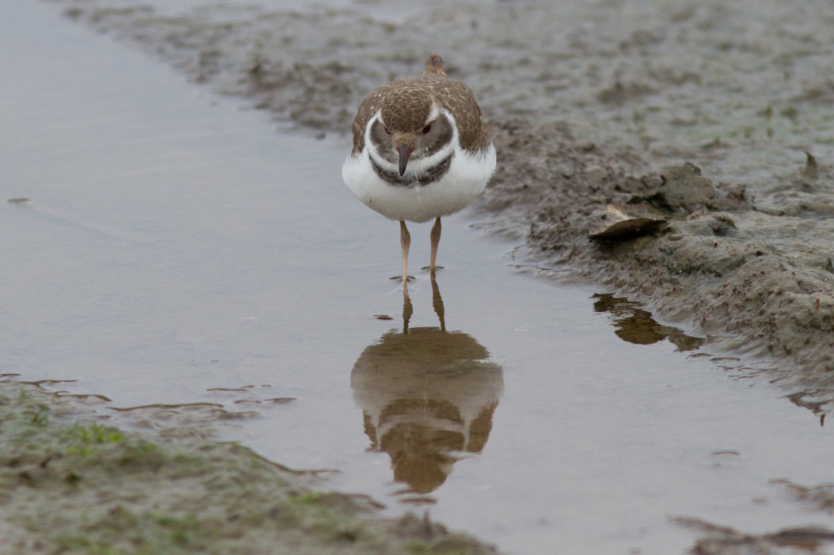 Three-banded Plover - ML618761634