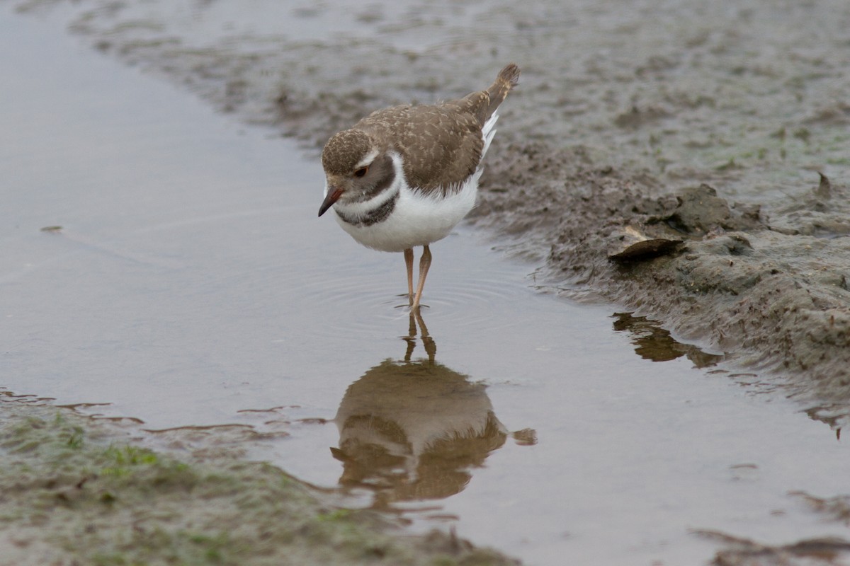 Three-banded Plover - ML618761635