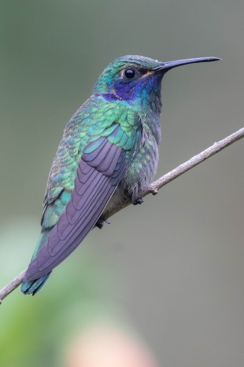 Mexican Violetear - Enrique Heredia (Birding Tours)