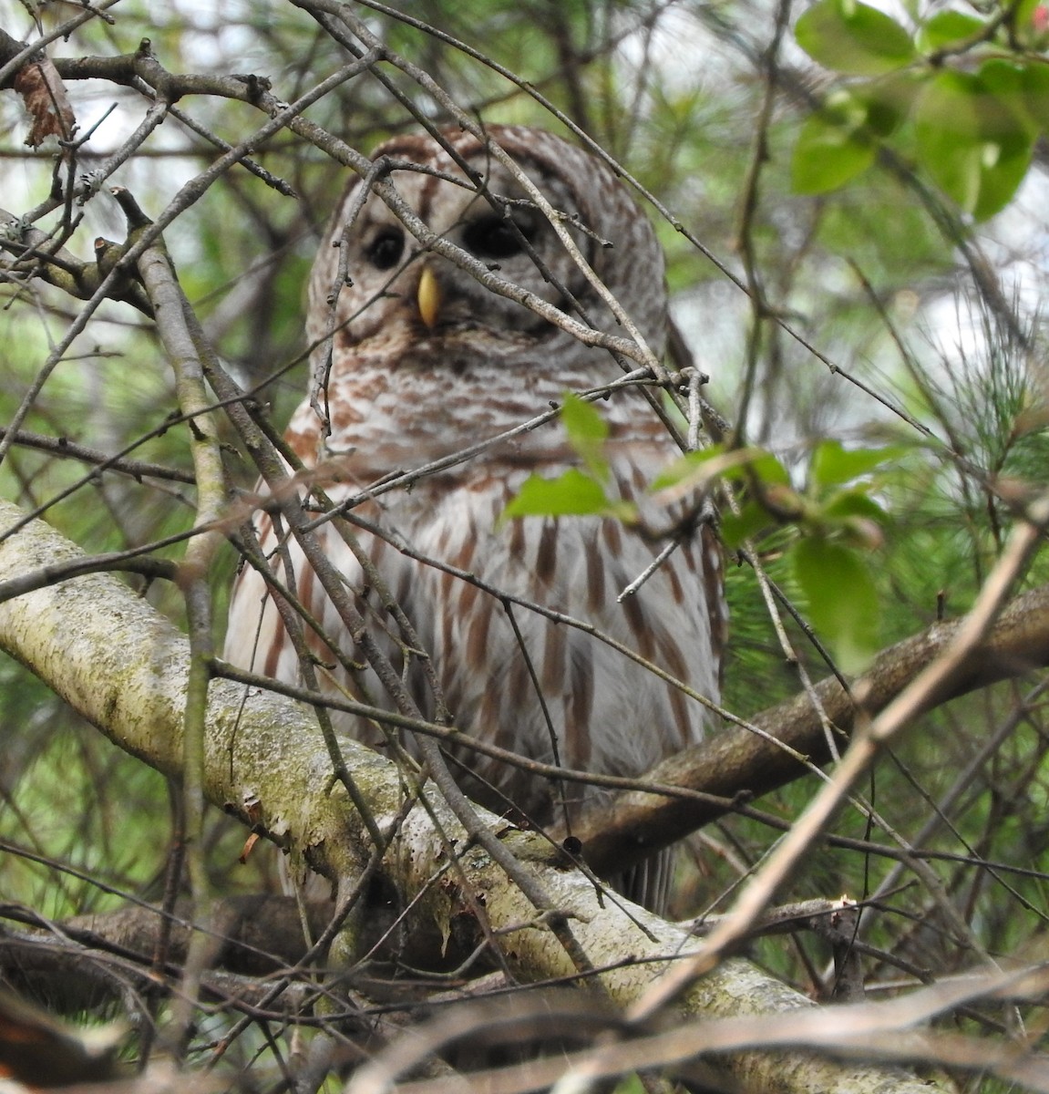 Barred Owl - ML618761663