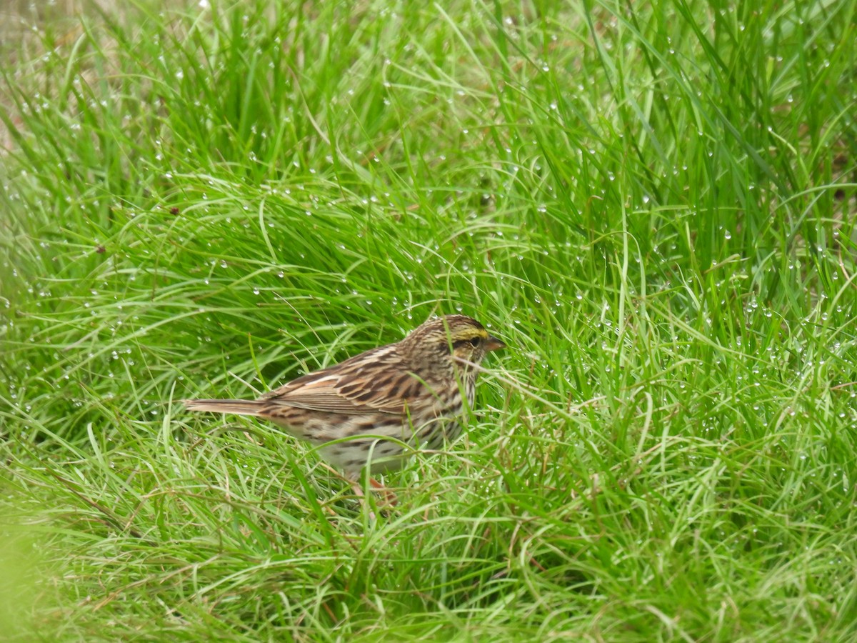 Savannah Sparrow - ML618761685