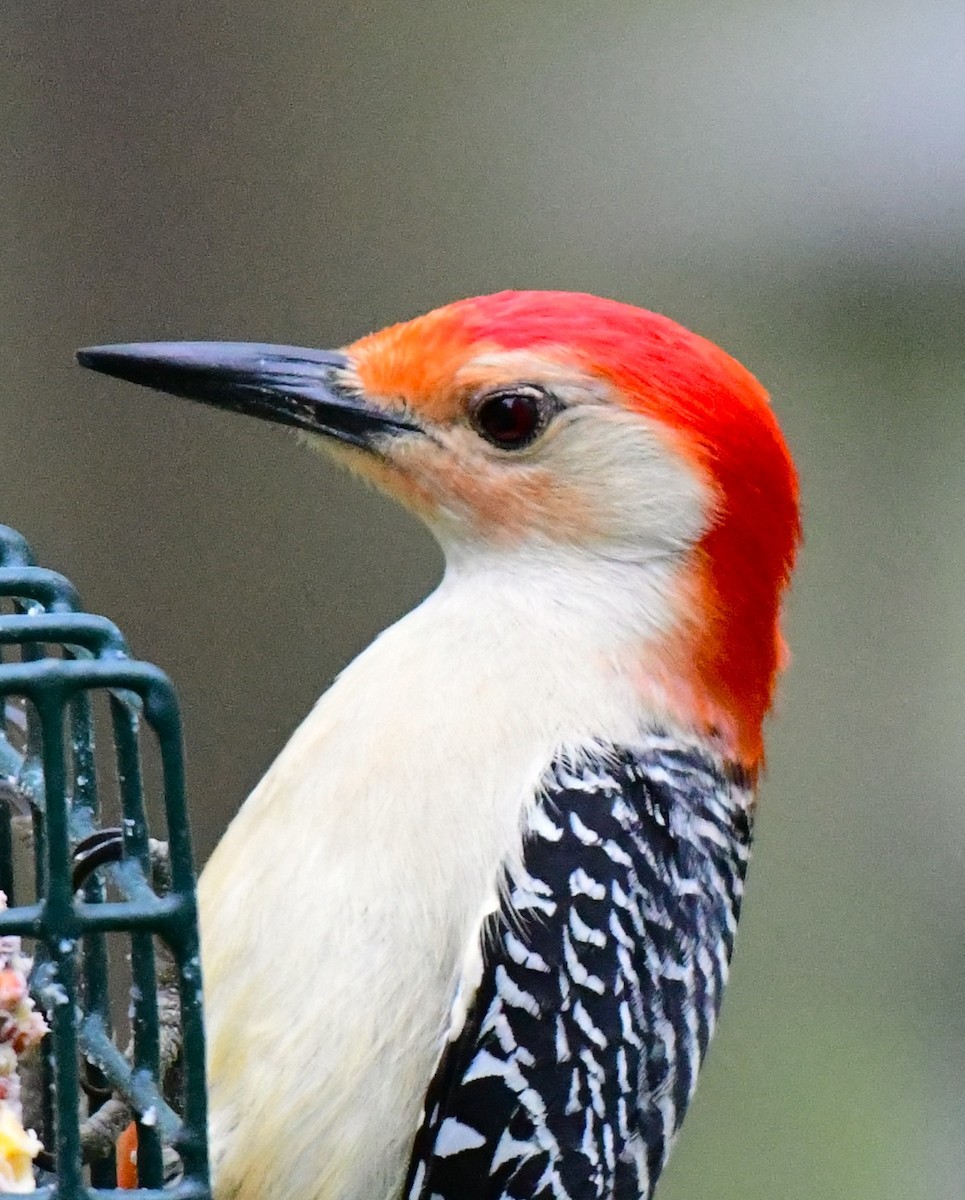Red-bellied Woodpecker - ML618761695